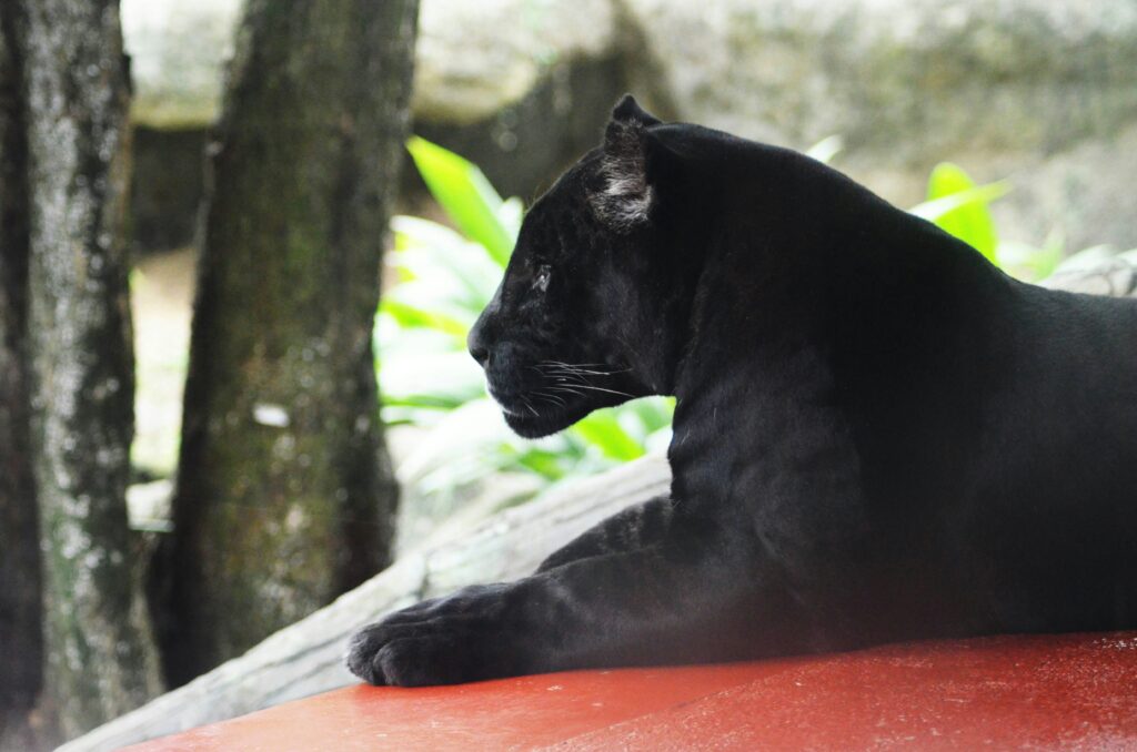 Police Investigate Reported Black Panther in Dupnitsa