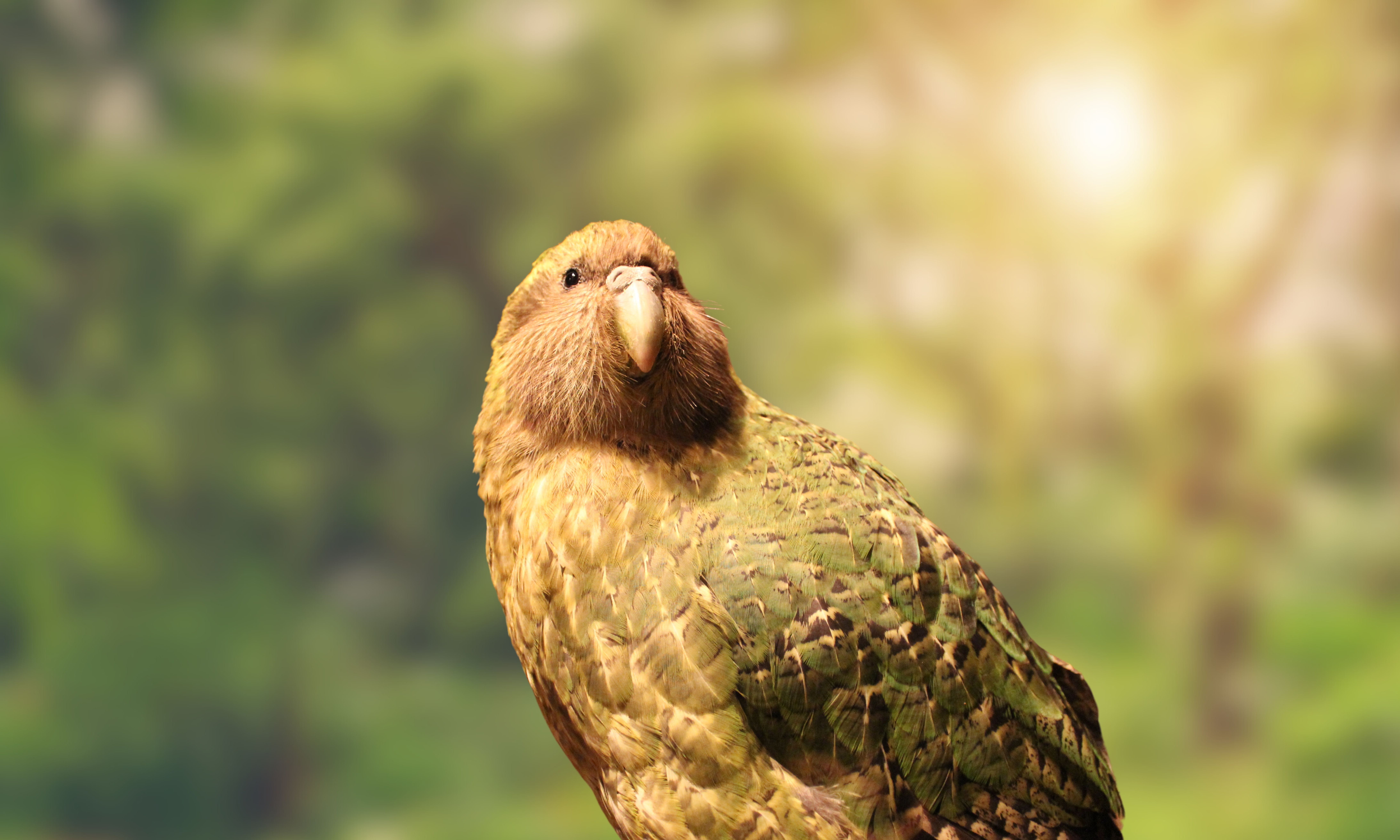 Vaccinating the World’s Rarest Birds Against Avian Flu