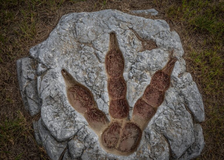 AI DinoTracker App Identifies Dinosaurs From Ancient Footprints